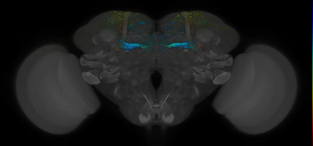 JRC_MB194B_Brain_2014_20140414_32_E1_20x