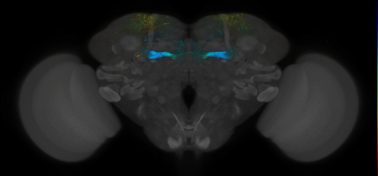 JRC_MB194B_Brain_2014_20140414_32_E2_20x