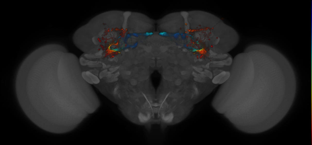 JRC_MB607B_Brain_2014_20140409_32_B2_20x