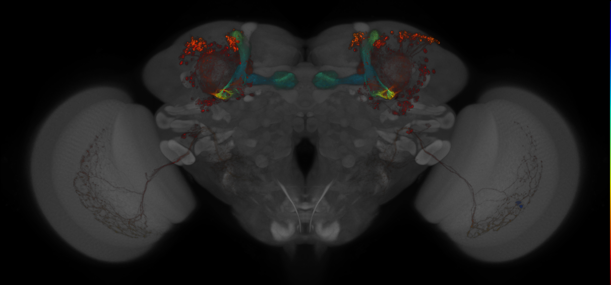 JRC_MB005B_Brain_2014_20140409_32_C4_20x