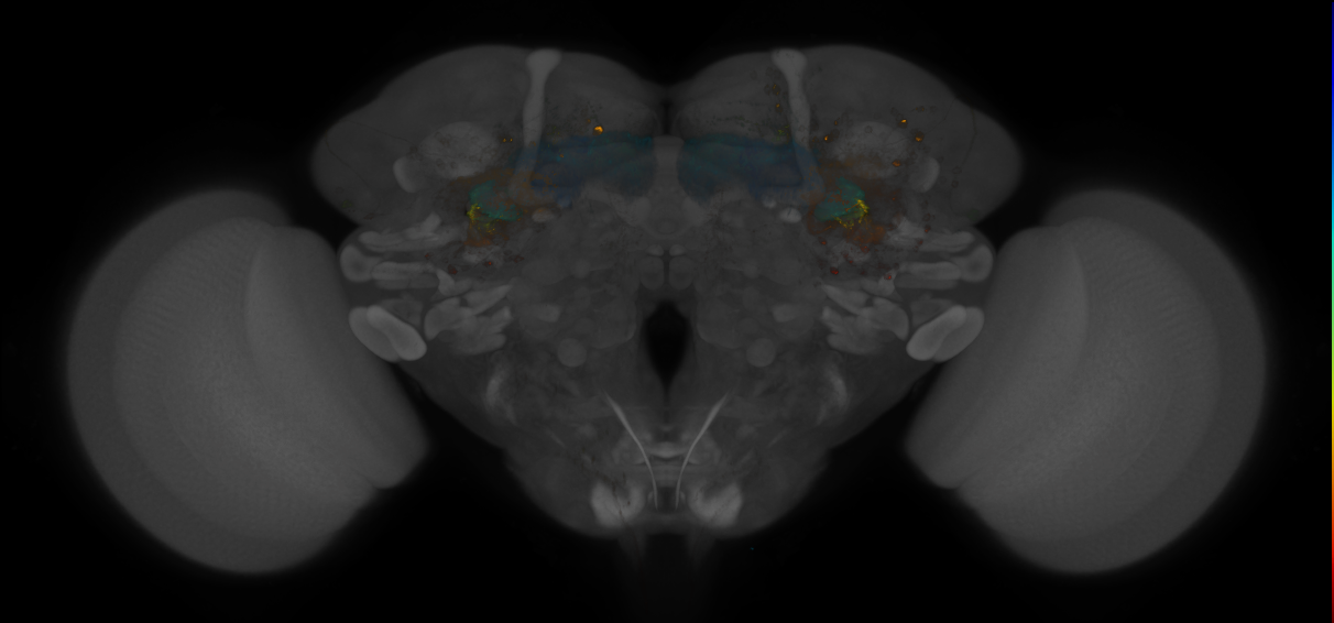 JRC_MB131B_Brain_2014_20140409_32_D2_20x