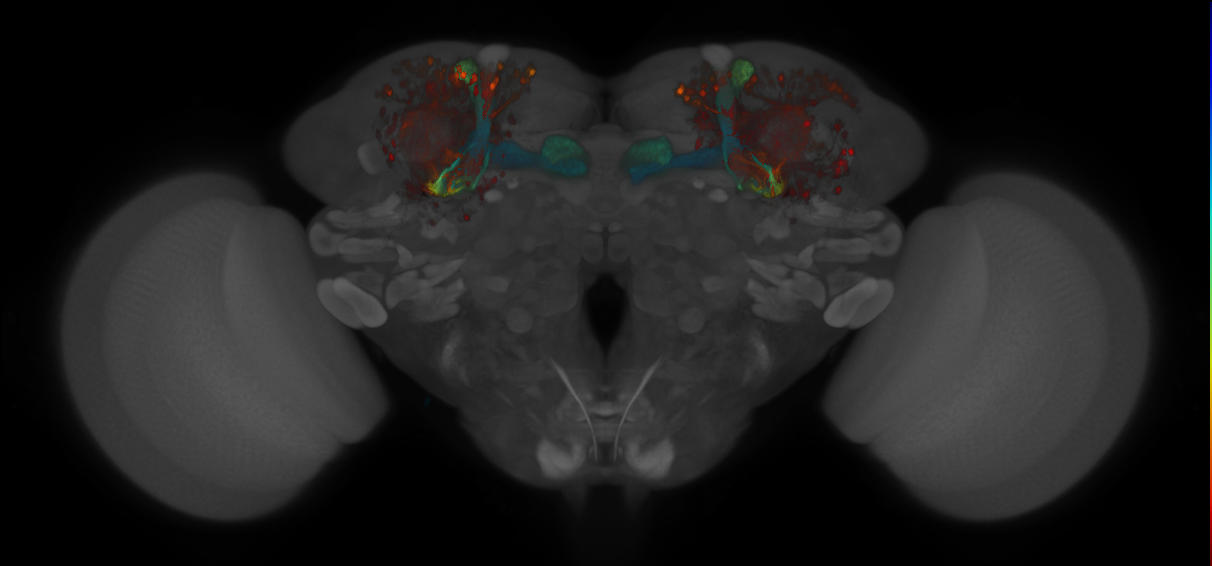 JRC_MB461B_Brain_2014_20140409_32_D4_20x