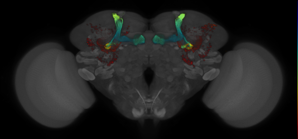 JRC_MB370B_Brain_2014_20140409_32_F3_20x