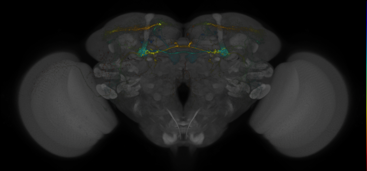 JRC_MB299B_Brain_2014_20140409_32_G4_20x