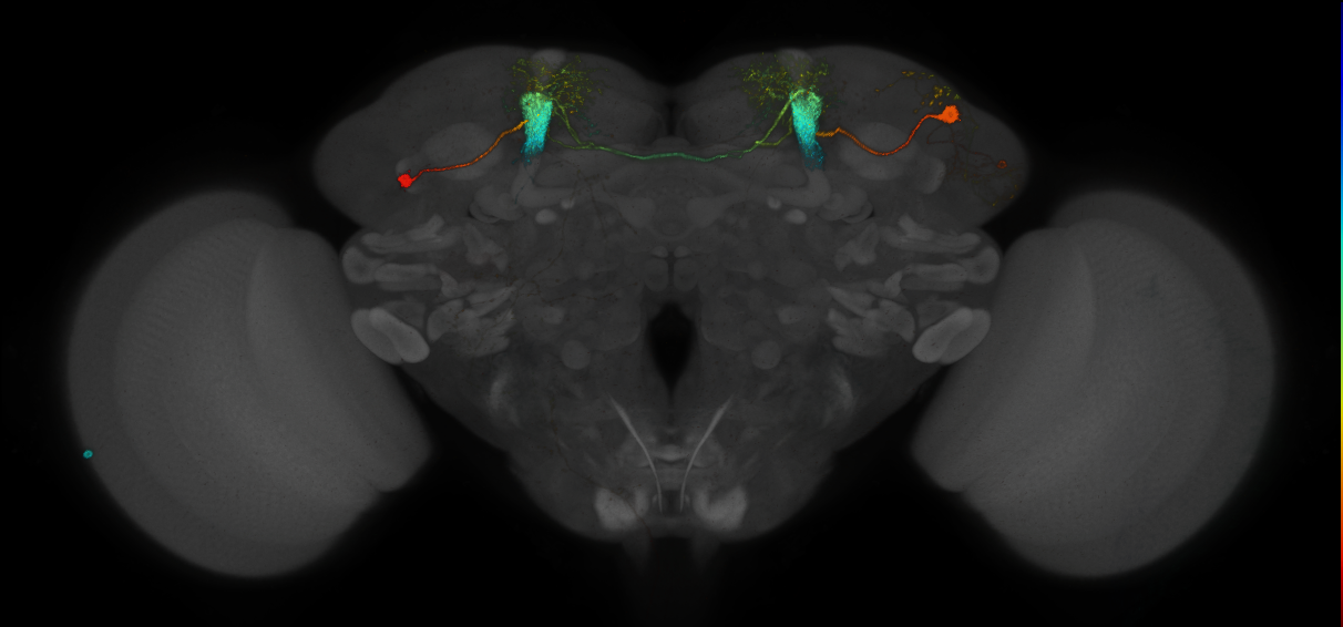 JRC_MB058B_Brain_2014_20140409_32_G6_20x