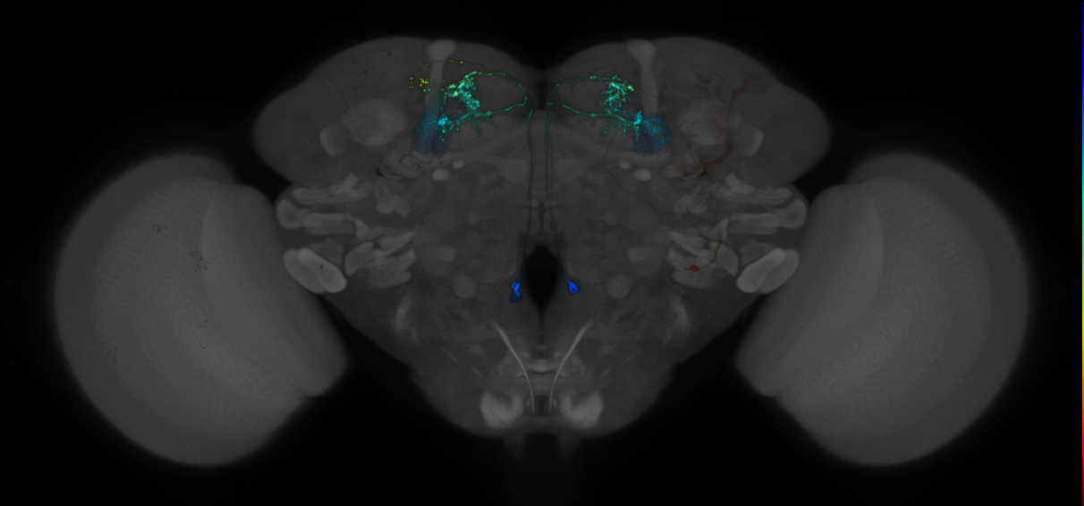JRC_MB077B_Brain_2014_20140522_31_I4_20x