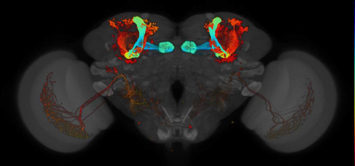 JRC_MB005B_Brain_2014_20140424_41_H2_20x