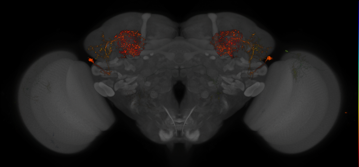 JRC_MB380B_Brain_2014_20140424_41_I3_20x