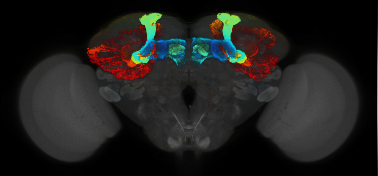 JRC_MB152B_Brain_2014_20140501_42_I2_20x