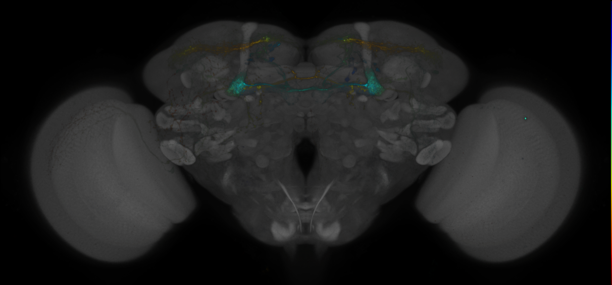 JRC_MB299B_Brain_2014_20140530_41_A2_20x