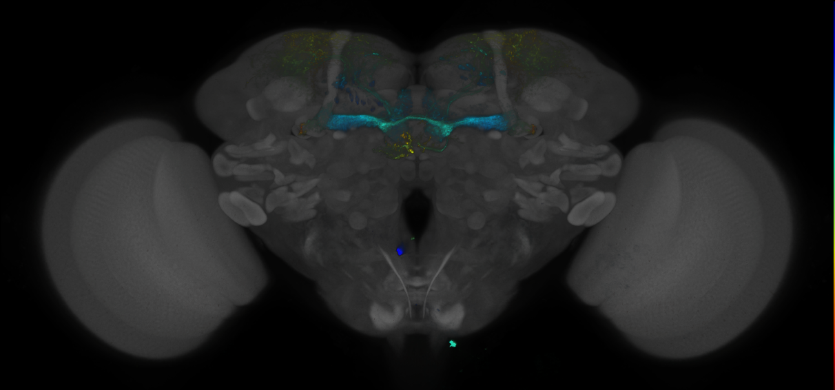 JRC_MB194B_Brain_2014_20140530_41_B1_20x