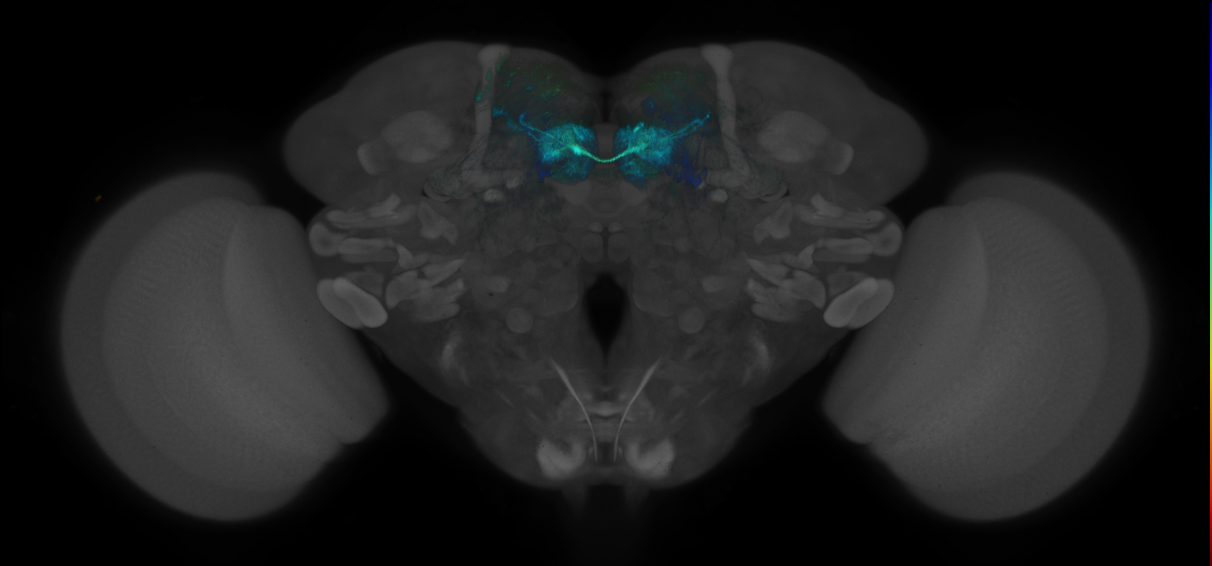 JRC_MB196B_Brain_2014_20140530_41_D1_20x