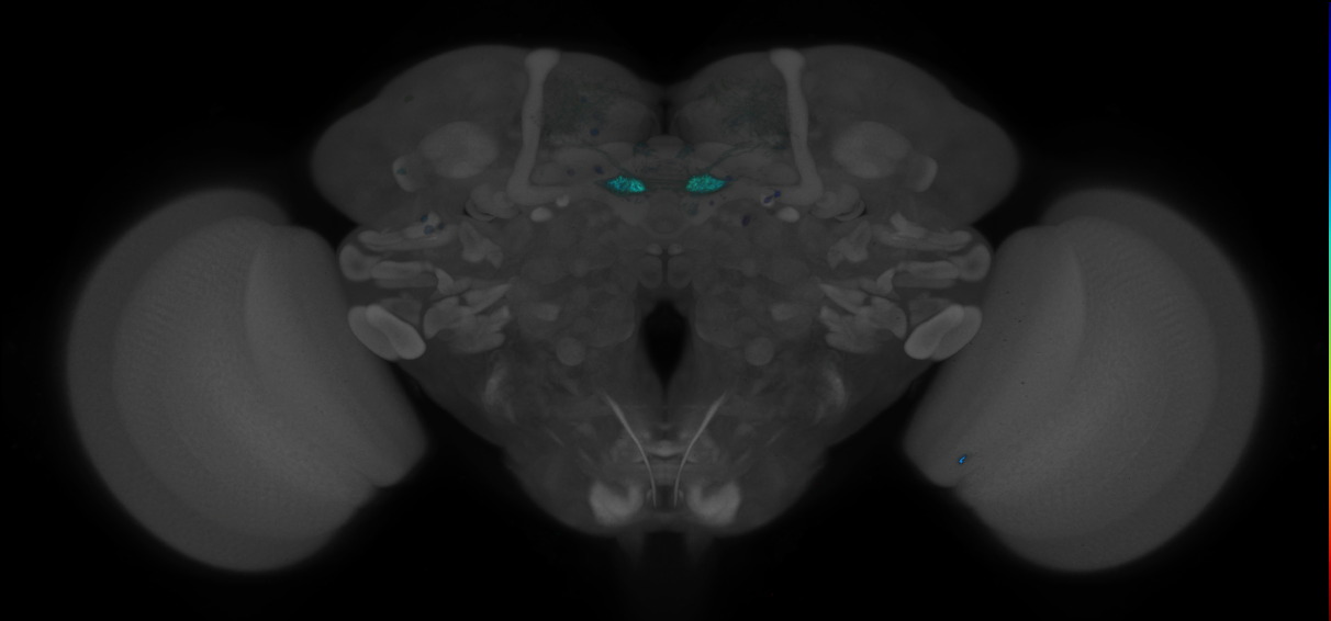 JRC_MB109B_Brain_2014_20140530_41_E3_20x