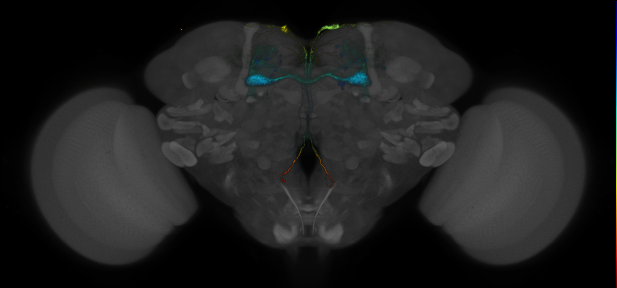 JRC_MB025B_Brain_2014_20140530_41_F2_20x