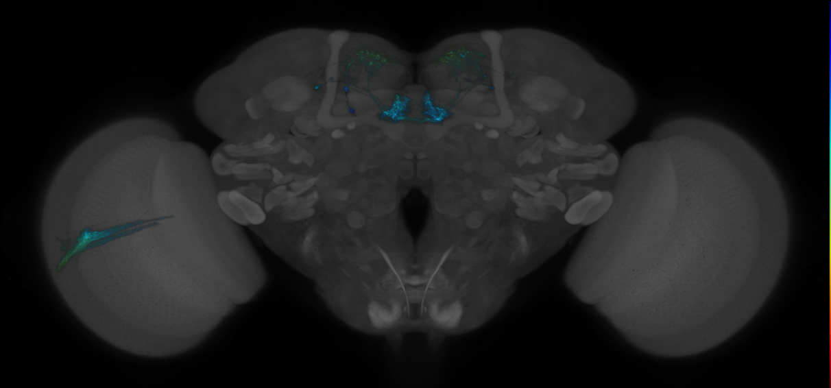 JRC_MB313C_Brain_2014_20140530_41_J1_20x