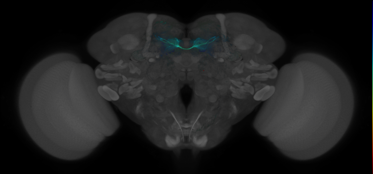 JRC_MB042B_Brain_2014_20140530_41_J2_20x