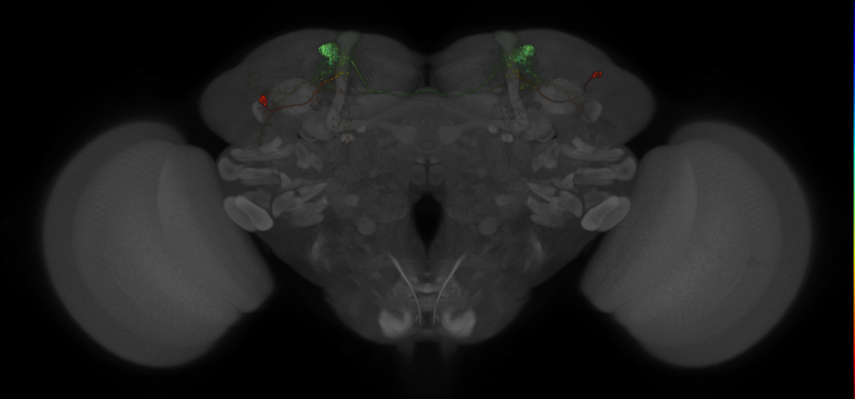 JRC_MB308B_Brain_2014_20140527_42_B4_20x