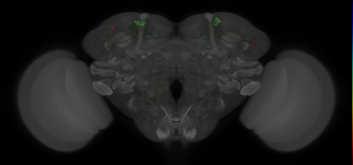 JRC_MB304B_Brain_2014_20140527_42_F3_20x