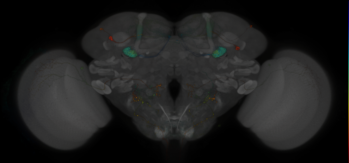 JRC_MB438B_Brain_2014_20140527_42_G3_20x