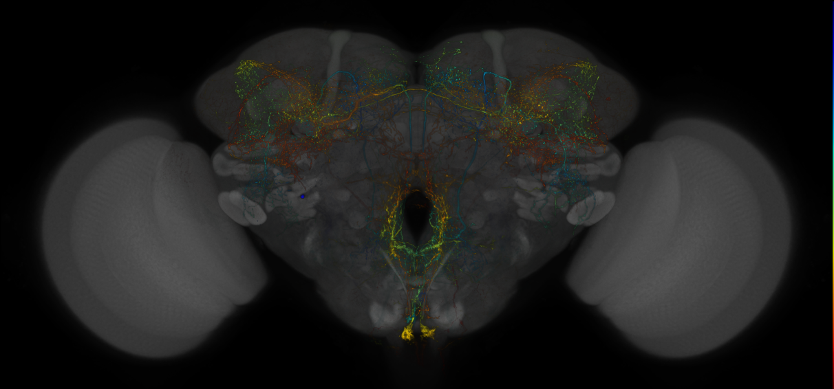 JRC_LH732_Brain_20160624_53_A5_20x