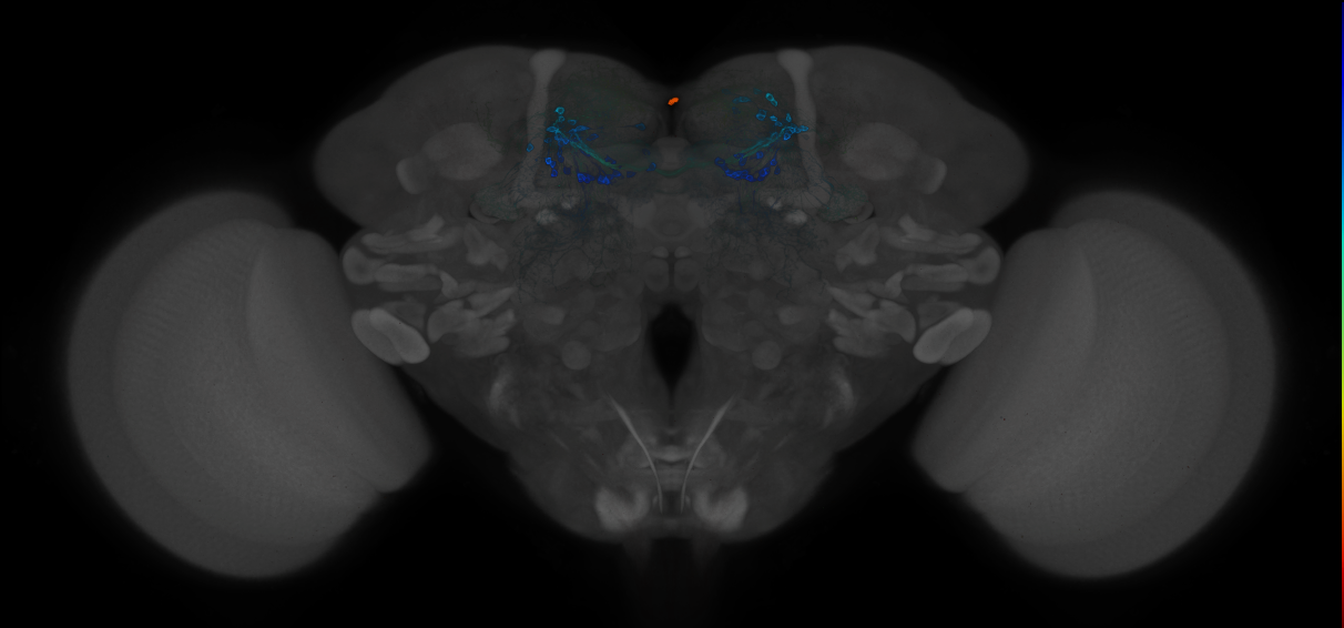 JRC_MB196B_Brain_2014_20121212_31_C1_63x