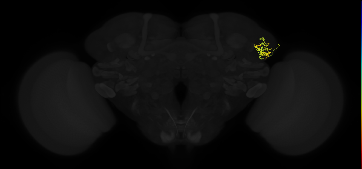 adult lateral horn AV4 neuron