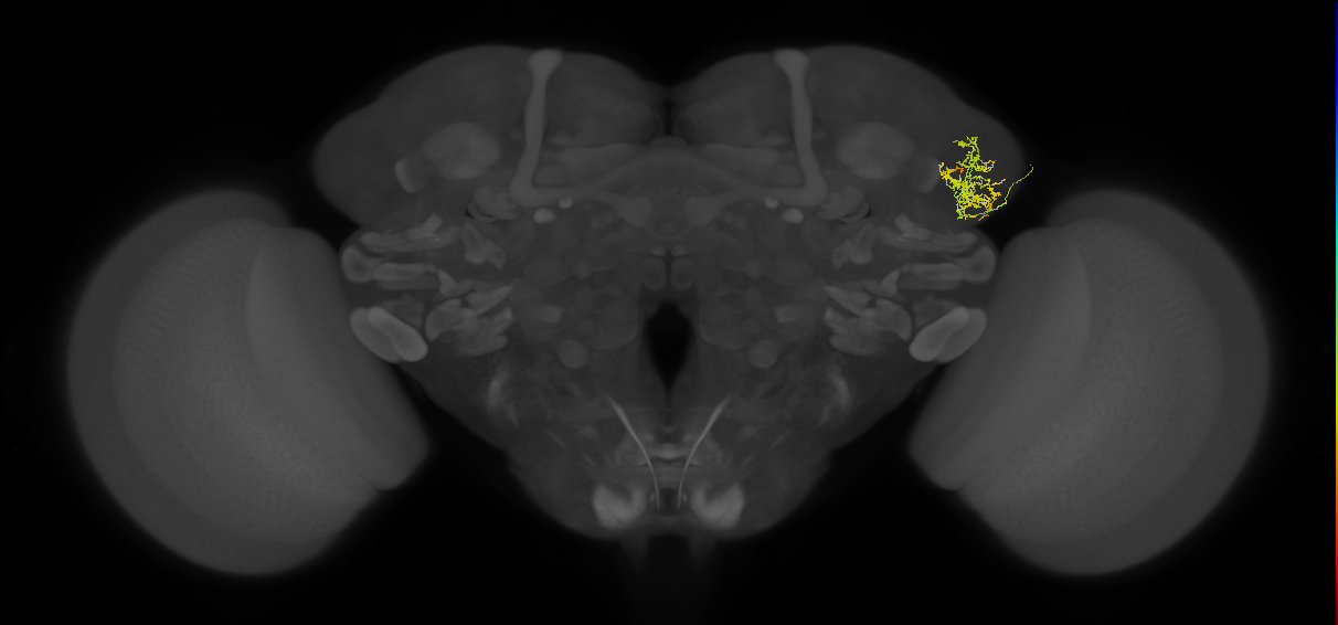 adult lateral horn AV4 neuron