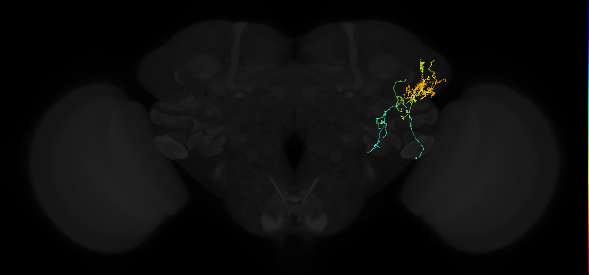 adult lateral horn AV1a2 neuron