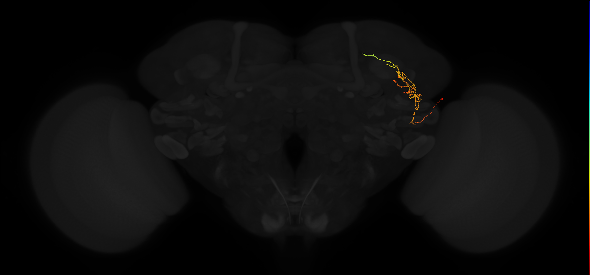 adult lateral horn PV2d1 neuron