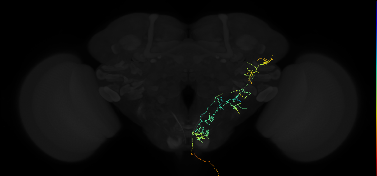 adult VNC-PN1 lateral horn input neuron