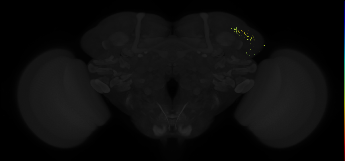adult lateral horn AV4b8 neuron
