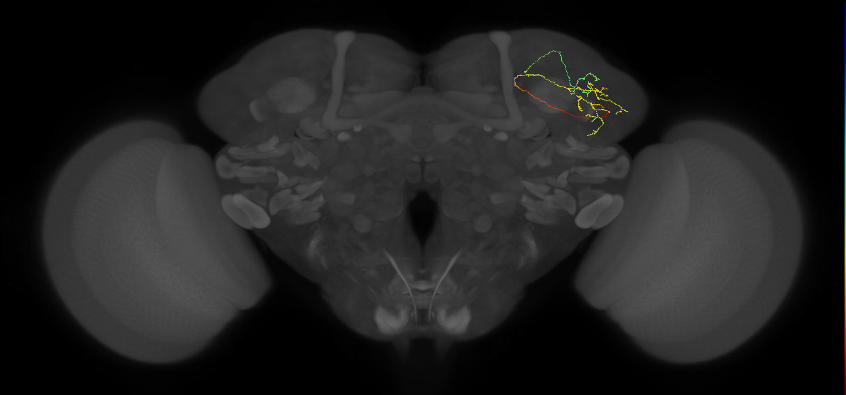 adult lateral horn PV5 neuron