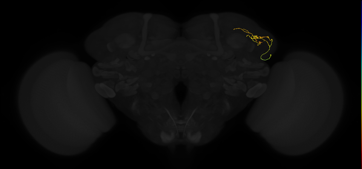 adult lateral horn AV6b3 neuron