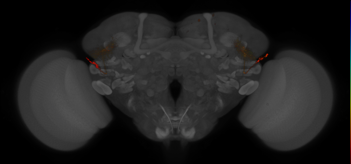 JRC_LH258_Brain_2019_20141212_41_C3_20x