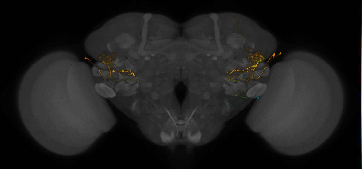 JRC_LH578_Brain_2019_20150227_41_D2_20x