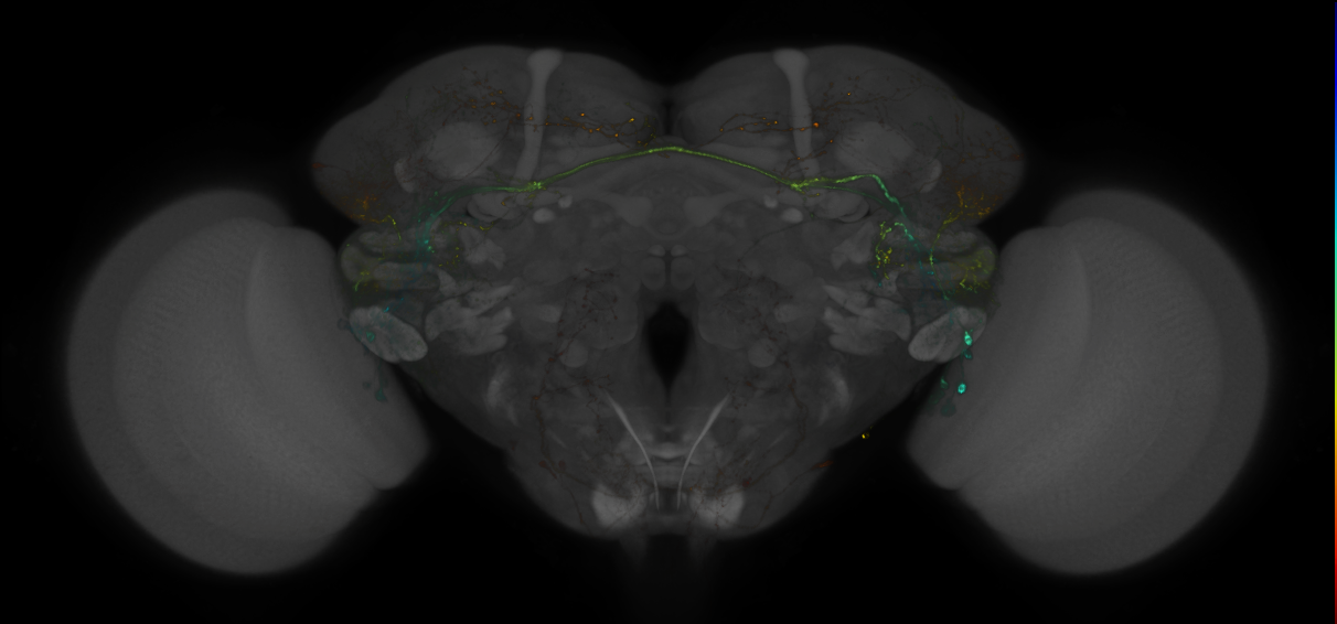 JRC_LH728_Brain_2019_20150227_41_D4_20x