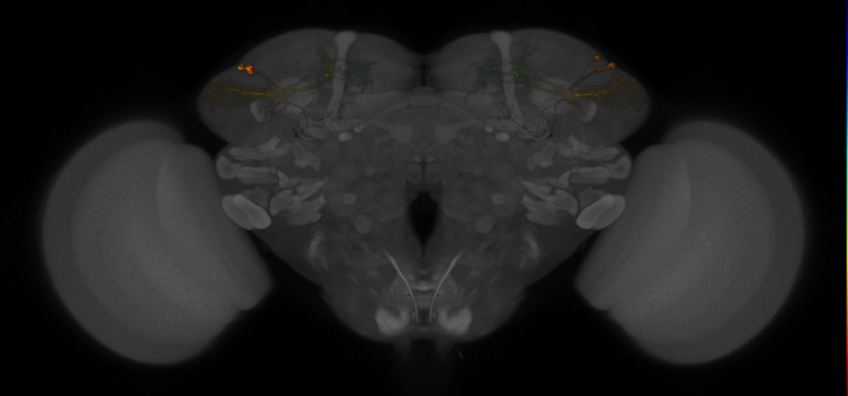 JRC_LH989_Brain_2019_20150306_41_B1_20x