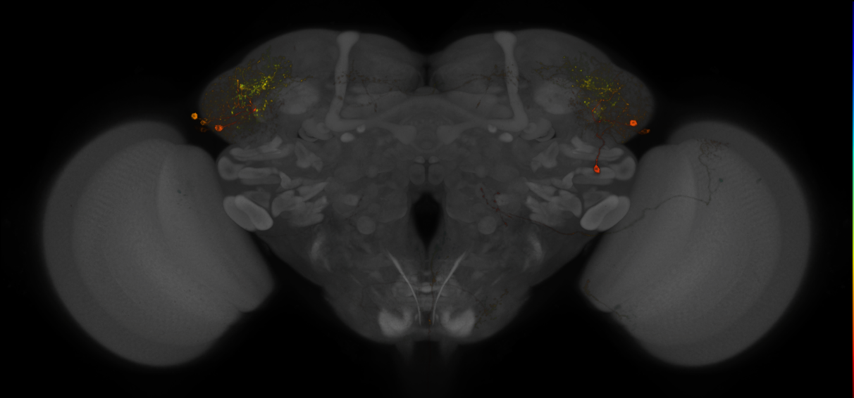 JRC_LH979_Brain_2019_20150306_41_B4_20x