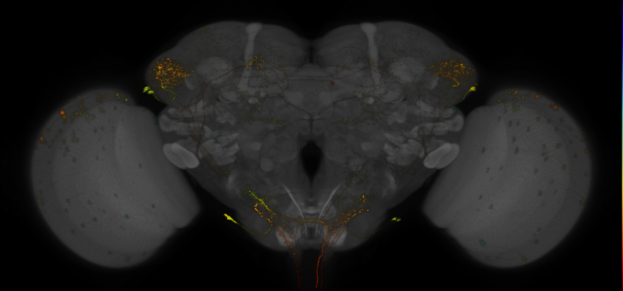 JRC_LH788_Brain_2019_20150306_41_E5_20x