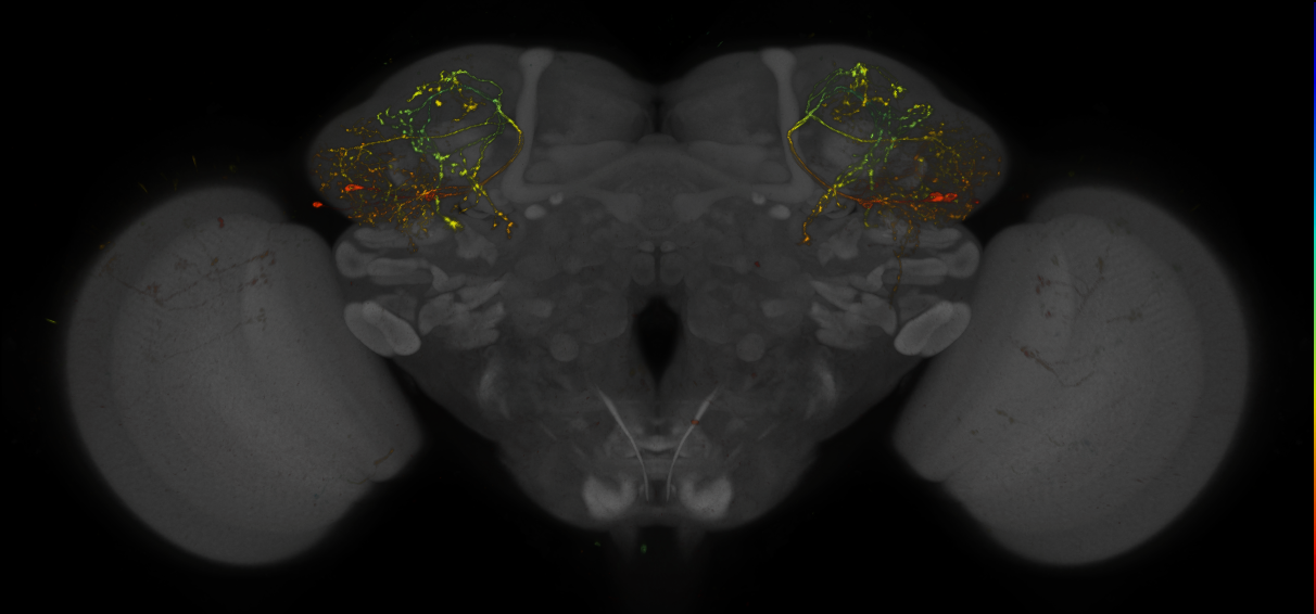 JRC_LH849_Brain_2019_20150410_41_B4_20x