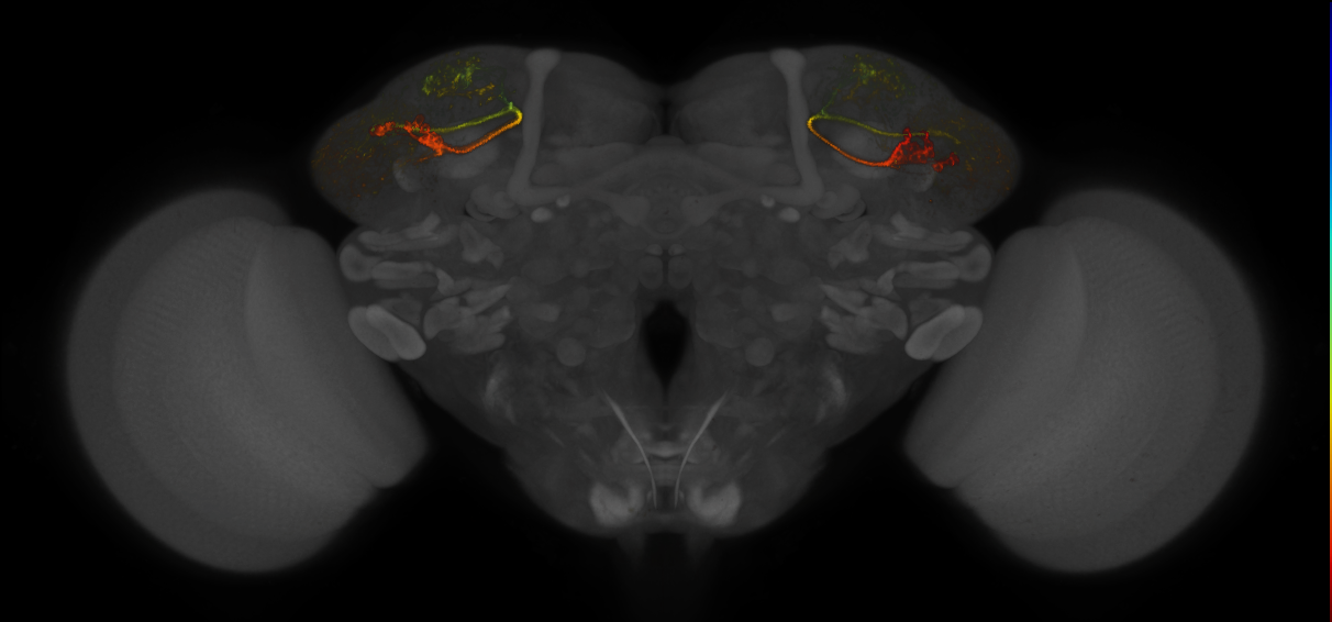 JRC_LH1293_Brain_2019_20150515_41_D4_20x