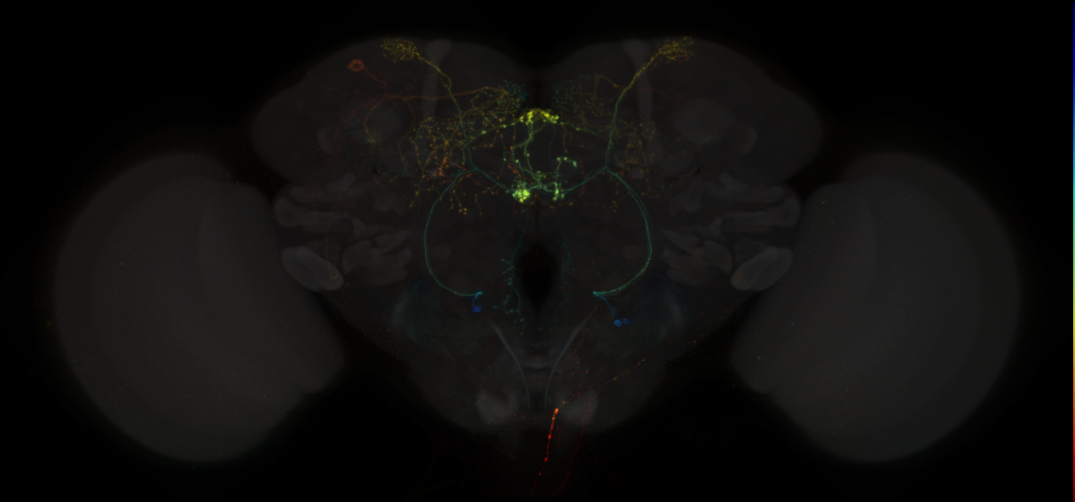 Splits targetting CX neurons, Wolff2018