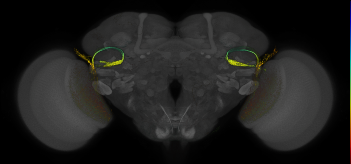 JRC_OL0070B_Brain_2016_20131210_31_C4_20x