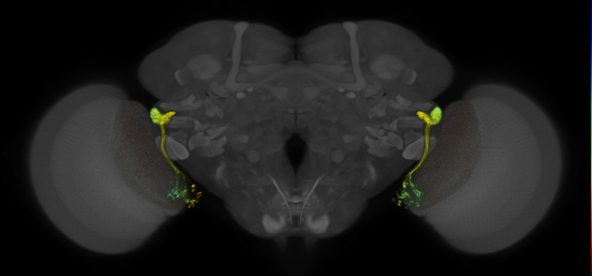 JRC_OL0042B_Brain_2016_20140612_31_B1_20x