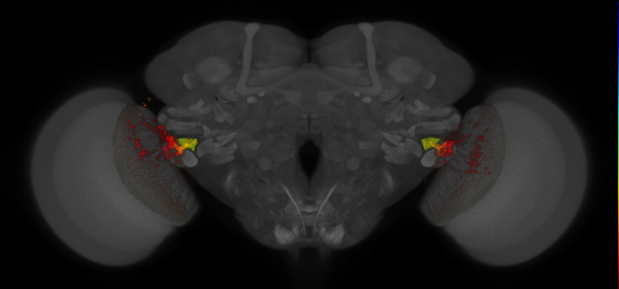 JRC_OL0011B_Brain_2016_20140612_32_A2_20x