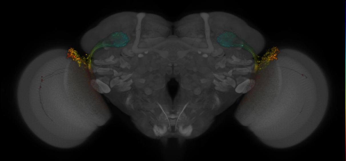 JRC_OL0021B_Brain_2016_20140611_31_E2_20x