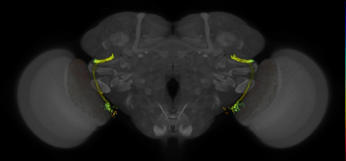 P{R54A05-GAL4.DBD} ∩ P{R26A03-p65.AD} expression pattern