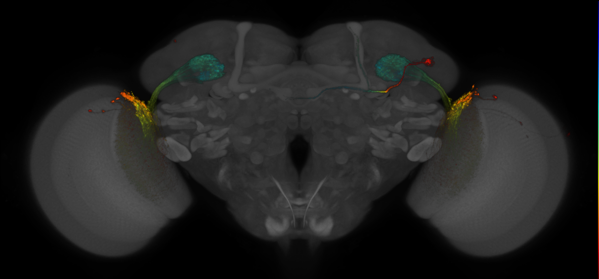 JRC_OL0022B_Brain_2016_20140611_31_F1_20x