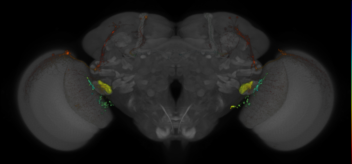 JRC_OL0007B_Brain_2016_20140612_31_I1_20x