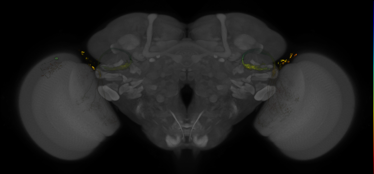 JRC_OL0077B_Brain_2016_20140613_31_J2_20x